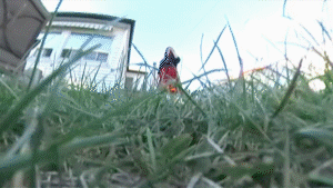 It’s time to be eaten by another one of our lovely ladies in 360 VR! This time, Sarah Samedi finds you in the grass and delights in telling you that she enjoys eating little people! Lots of dialogue and keeps the tension high in this one as Sarah prepares to consume you. With mouth views throughout and followed by some slow motion in maw action at no additional cost, there’s lots of time to look around on Sarah’s tongue.
<br><br>
You don’t need a VR Headset to watch our VR videos (but it makes it cooler of course) Instead you can use the free basic desktop viewer on: https://theta360.com/en/support/download/ You can also use Google Cardboard and a Cardboard enabled VR player.