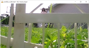 Custom Request:
        This plays out a little like the extermination clips except it is just you the whole time and while she puts you in a similar situation she lets you live and in fact after messing with you for 15minutes becomes really nice in the end kissing you instead of crushing you. 

When you buy you have access to both versions of video so if you cannot play the 4K file the 1080p file is included. 