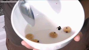 Mathieu is an obsessive fan of Regina's. He's been contacting her daily for a long time now. Finally when he shows up at her house, she's had enough. Shrinking him down she considers stepping on him, but then another, much more devious idea comes to mind. Regina decides to put him in her cereal and have him for breakfast! Watch as her tiny obsessed fan struggles around in the huge bowl of milk as Regina eats up the cereal around him. Then, he's caught up too and ends up on her tongue! All of this includes awesome SFX scenes that are tracked by hand for the best results.

Get ready to celebrate our 12th anniversary today and remember why we've been around for so long. Lots of effects included and even a short CGI throat scene as Regina's tiny pest is swallowed down! You'll definitely want to add this one to your collection!