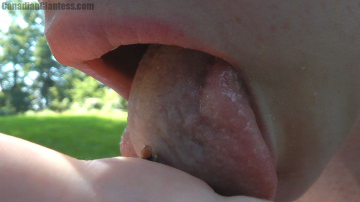 Another awesomely detailed tongue video with many advanced slow motion licking moments! The action is so close at one time you can even see tiny pools of saliva pooling on Rachel's soft palm as her tongue continues it's relentless onslaught on her helpless college student. After her first year teaching summer school to a bunch of college students needing some extra lessons, one finds himself at the mercy of his teacher Rachel's twisted oral pleasures. The majority of this video focuses on many detailed licking views, and then some brief dark in mouth moments at the end. Her student is gulped down and Rachel enjoys the sensation, rubbing her tummy briefly over her shirt at the end. Definitely an awesome vid for mouth fans as the advanced slow motion even captures some moments that would have beeen easy to miss otherwise, like Rachel's tongue pounding the poor micro guy down into her palm.
