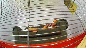 This video is about what it is like to be Dees tiny pet.  It covers 3 days. day one finds you in a cage and she takes you out for some extensive foot play.  Day 2 she has you in a doll house and takes you out and plays with you like she is a kid and you are her doll.  Day three you are again in the doll house but she takes you out and treats you like her sex toy.
