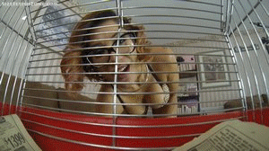 Had some extra time after shooting a custom so I just Gave Sahrye a GoPro and left the room then she proceeded to make one the best Gentle Giantess POV videos I have ever seen. She takes you out of your cage then gives you a tour of her body head to toe. Then she kisses you many times and she also teases you with her booty then snuggles with you in her cleavage and yes more kisses and talks to you a like you are her little pet, It ends with a knock on the door and she hides you in her mouth. Don't Worry she is a good pet owner and will not actually eat you.
