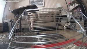 This was a short Custom I did for a client Darenzia is my girlfriend who now keeps me as her shrunken pet. Gentle, but a little crazy. It starts out with her getting ready to have some breakfast, when she notices I have escaped my cage again. Annoyed that I will not stay put for my own safety, she shrinks me down even smaller as a punishment. She stops shrinking me when I get down to about an inch. She then pours herself a bowl of cheerios and starts eating as I watch from the table. As she eats, she talks about how she likes my new smaller size even more. At one point she holds a cheerio next to me, amused by the fact that I am barely bigger than it. She then picks me up and continues eating, having me watch from her hand. She playfully teases me as she eats and shows me inside her mouth as she chews. Eventually she gives me a kiss, then starts licking me, realizing how much she likes how I taste. Then with a grin, she then drops me in her bowl and begins eating around me. She says she is saving the best bite for last and I should not be afraid of being eaten since I always liked when she put me inside her before, and that the only difference is this time I get to become a part of her forever. She finally scoops me up and devours me.
